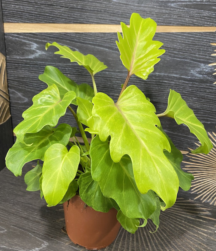 Philodendron Xanadu Gold