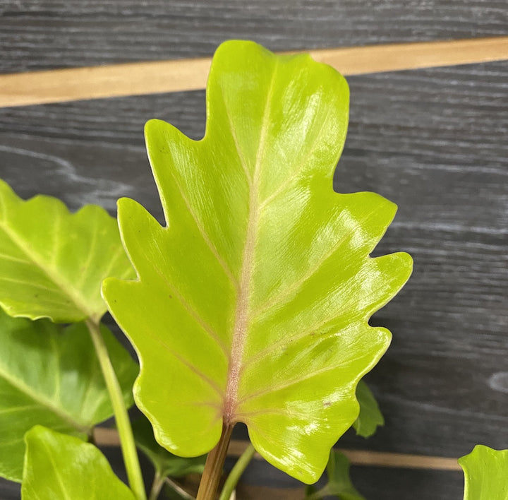 Philodendron Xanadu Gold