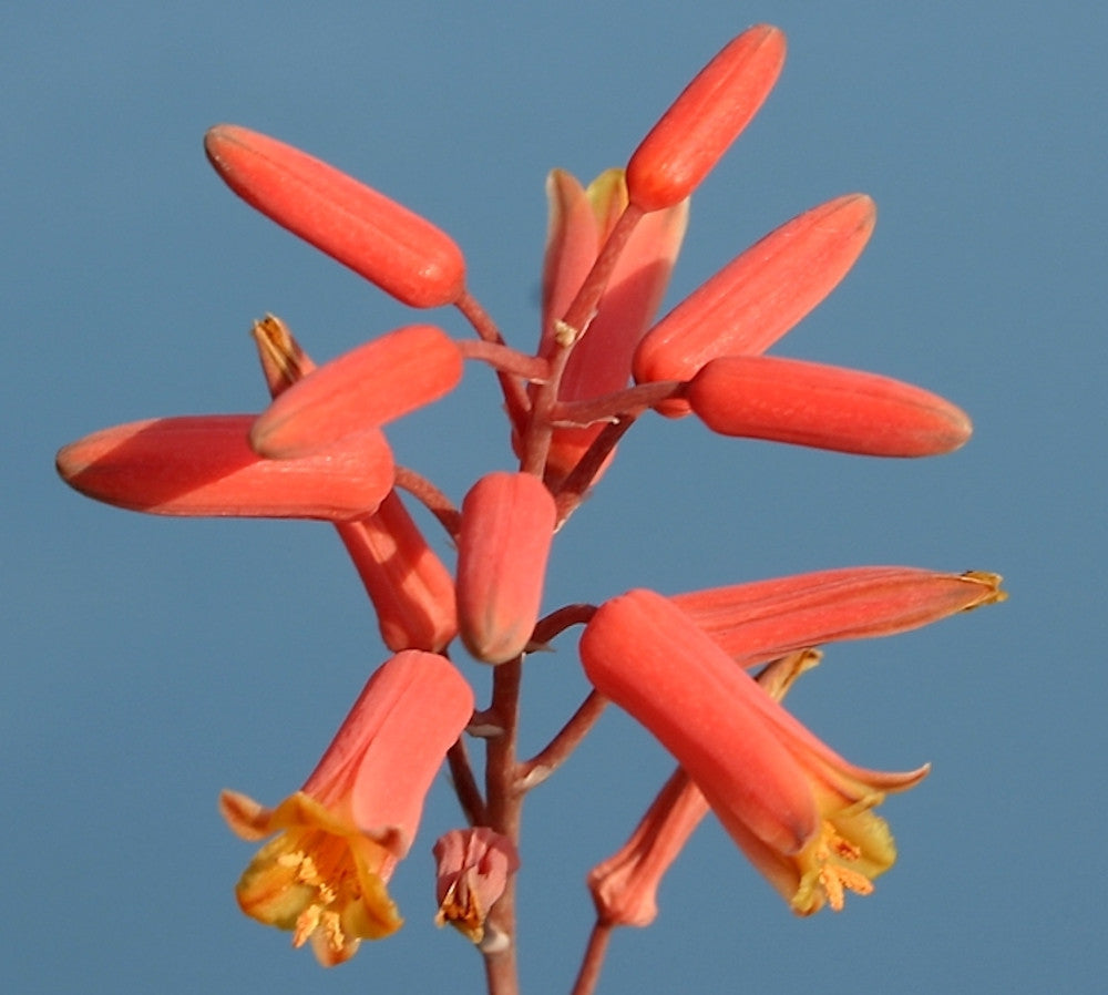 Aloe Descoingsii