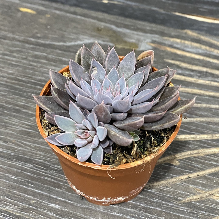 Echeveria rusbyi (Graptopetalum rusbyi)