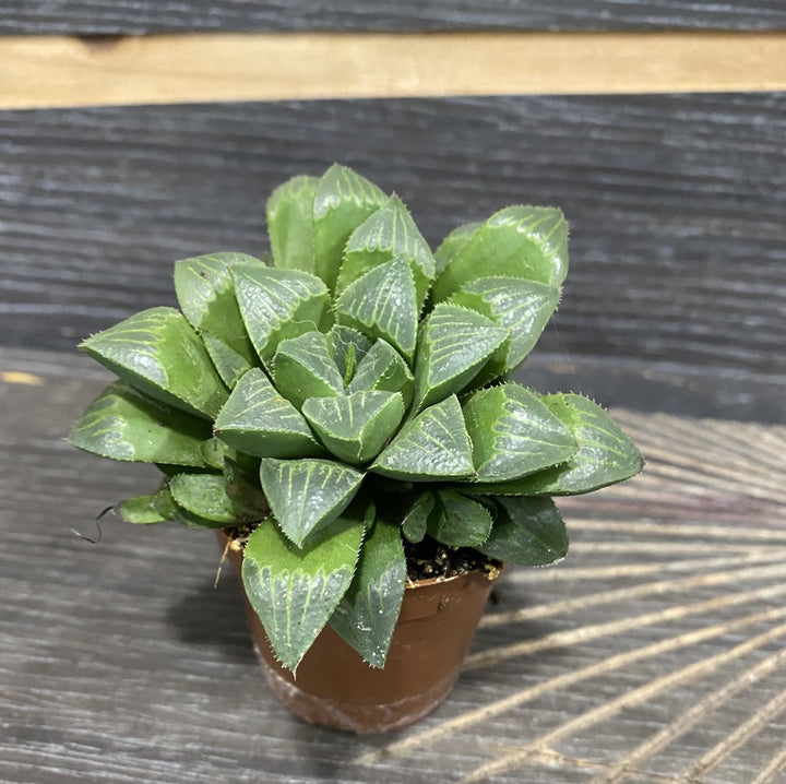 Haworthia retusa - Star Cactus