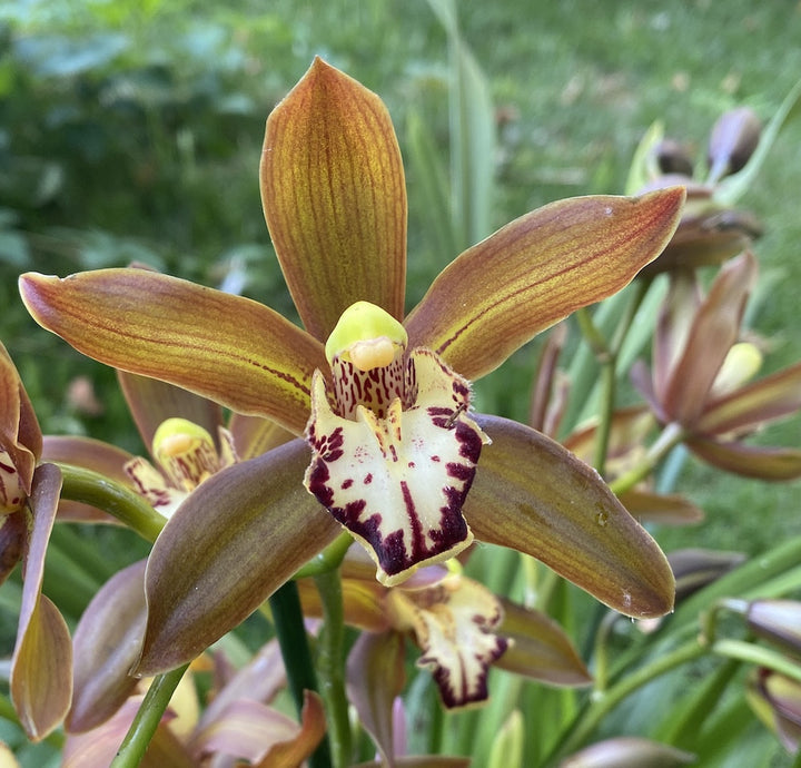 Cymbidium Schroeder