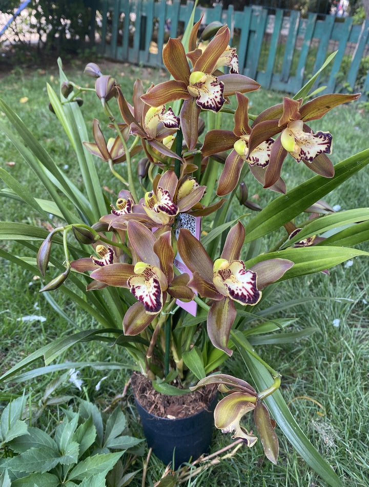 Cymbidium Schroeder