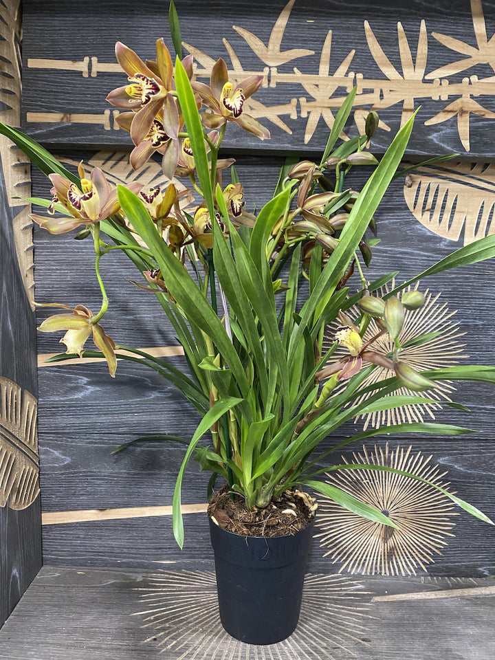 Cymbidium Schroeder