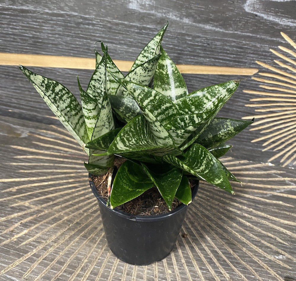 Sansevieria Ming Green Marble