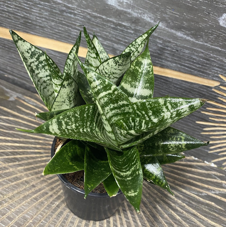 Sansevieria Ming Green Marble