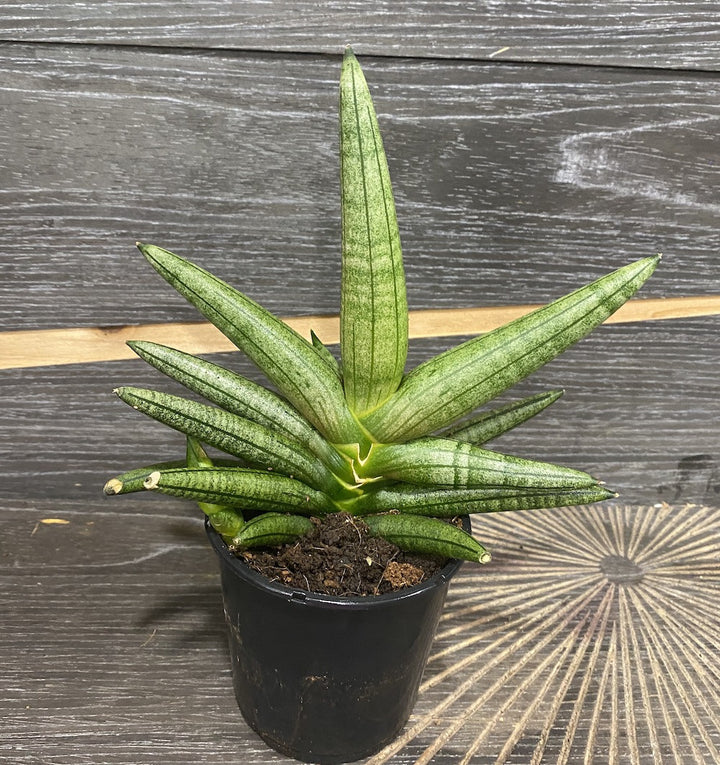 Sansevieria dino green