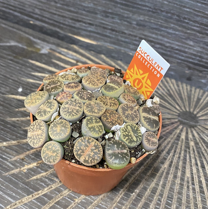 Lithops XL ("pietre vii") LIT05