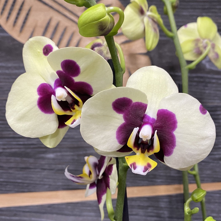 Phalaenopsis Panda