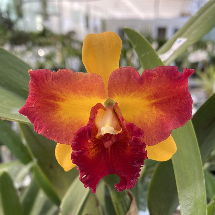 Potinara Shinfong Little Love × Blc. Tzeng-Wen Beauty