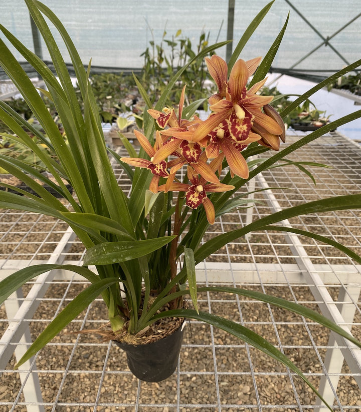 Orhidee Cymbidium sinense × Golden Elf