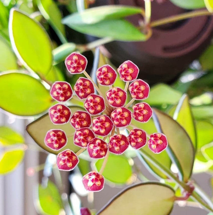 Hoya sp. aff. burtoniae - flori parfumate