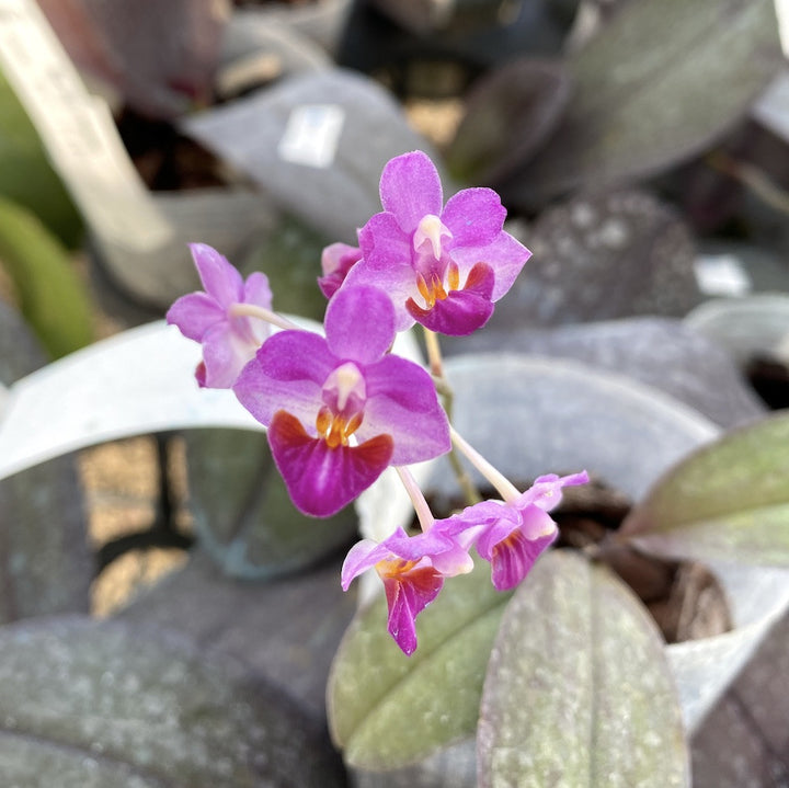 Phalaenopsis San Shia Appendo (appendiculata × pulcherrima).