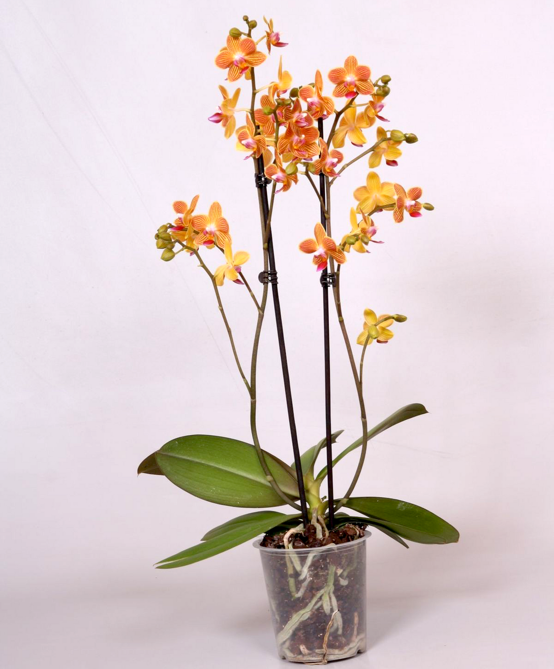 Phalaenopsis Chingruey's Goldstaff 'Fortune'