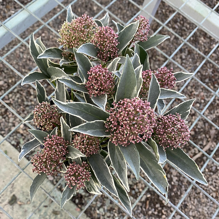 Skimmia japonica red Mystic Marlot  - frunze variegate (liliac japonez)