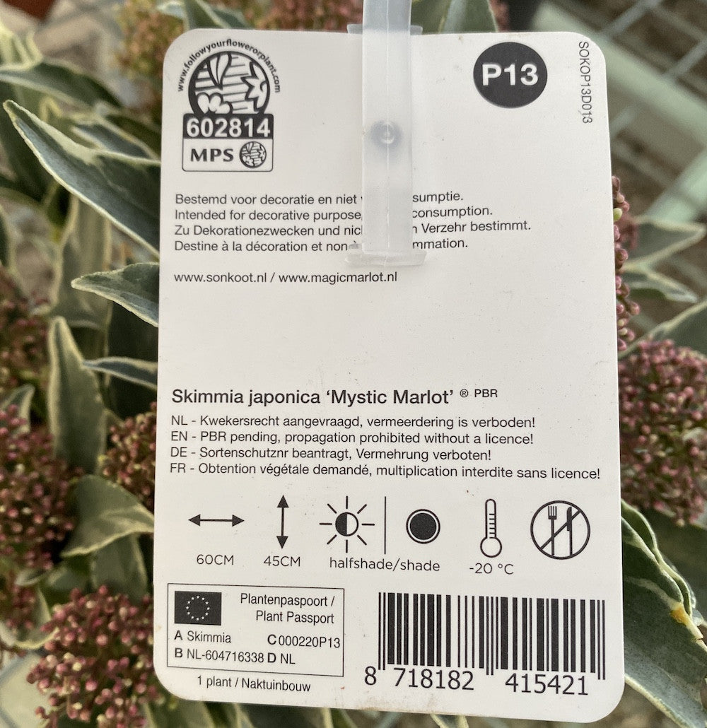 Skimmia japonica red Mystic Marlot  - frunze variegate (liliac japonez)
