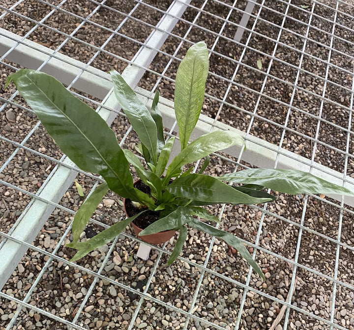 Aglaomorpha Snake Leaf