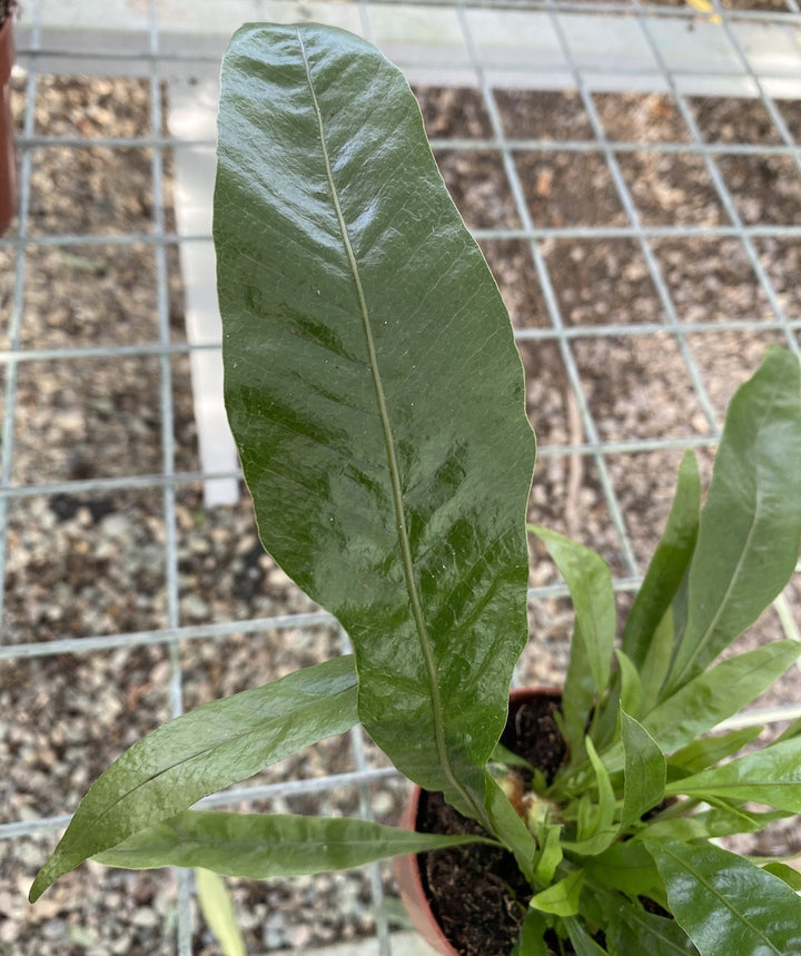 Aglaomorpha Snake Leaf