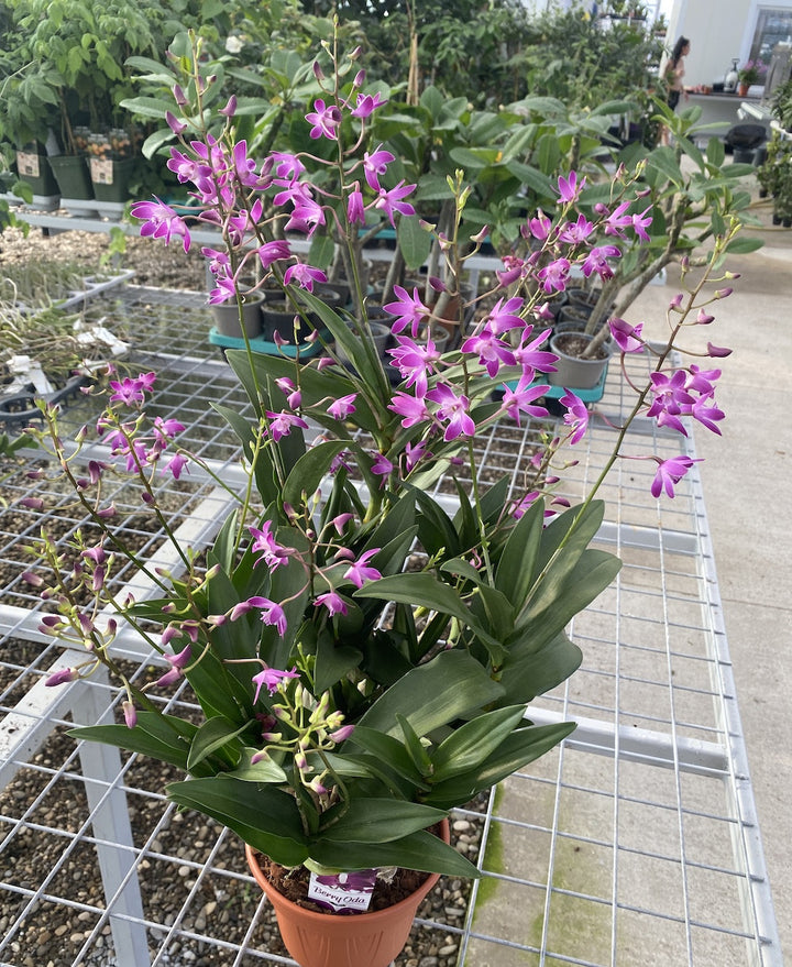 Dendrobium Berry Oda XXL parfumata