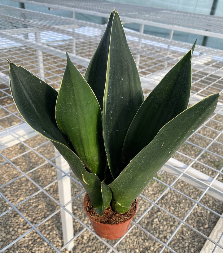 Sansevieria trifasciata Diamond Flame