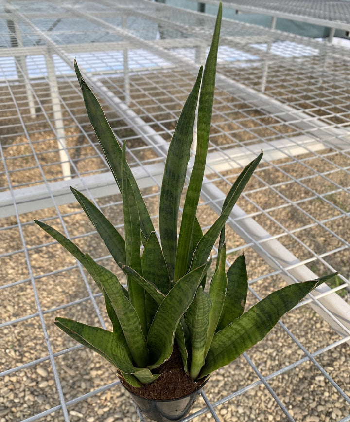 Sansevieria 'trifasciata' Pineapple