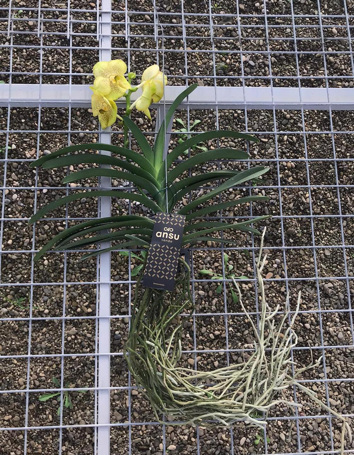 Vanda galbena SUNANDA Citronella