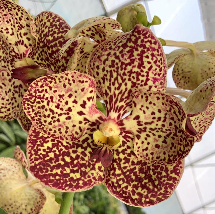 Vanda SUNANDA Ocelot Sienna