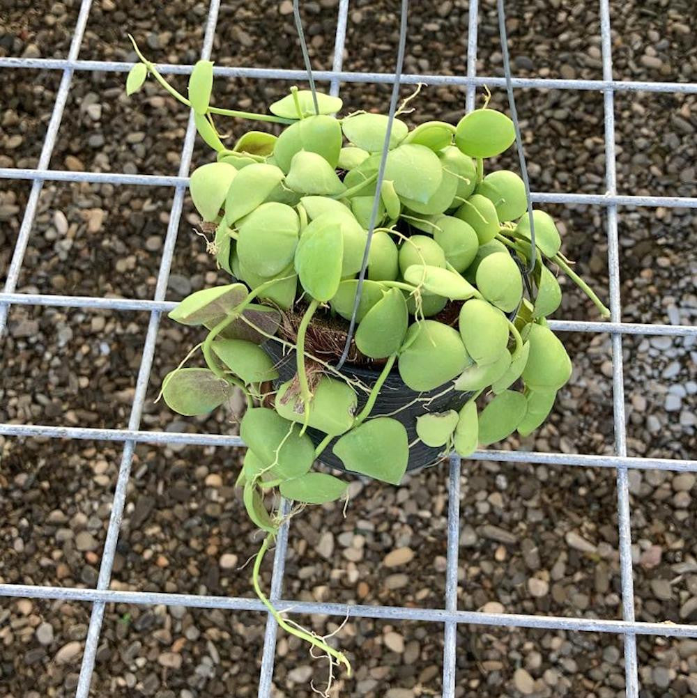 Dischidia Vidalii x Sp. Camiguin Island