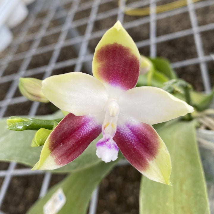 Orhidee Phalaenopsis Tying Shin Fly Eagle × violacea var. indigo blue