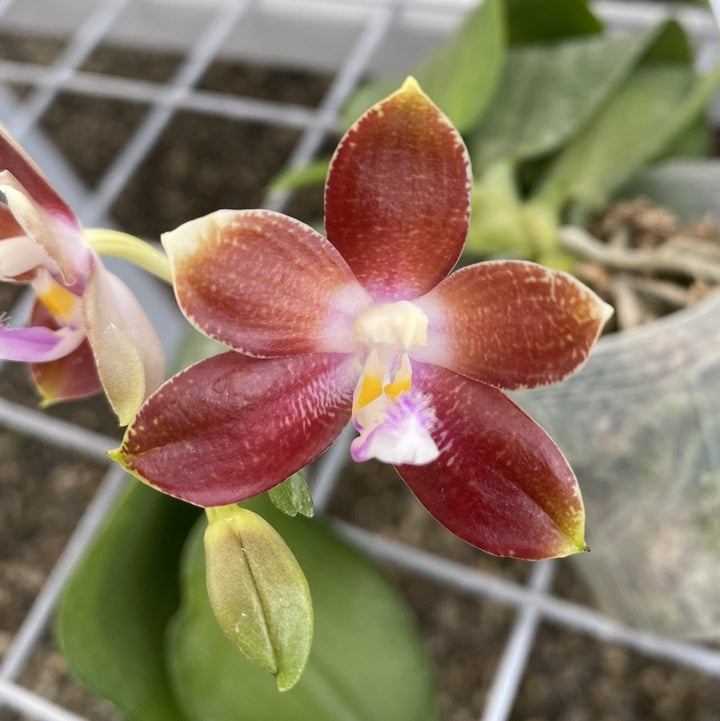 Orhidee Phalaenopsis Tying Shin Fly Eagle × violacea var. indigo blue