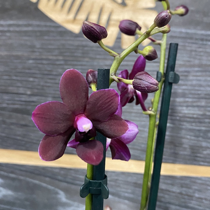 Orhidee Phalaenopsis Black Bird, reflexe de negru