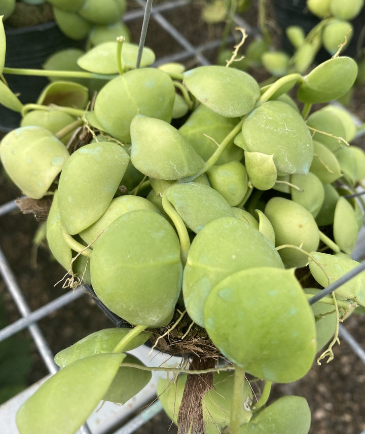 Dischidia Vidalii x Sp. Camiguin Island