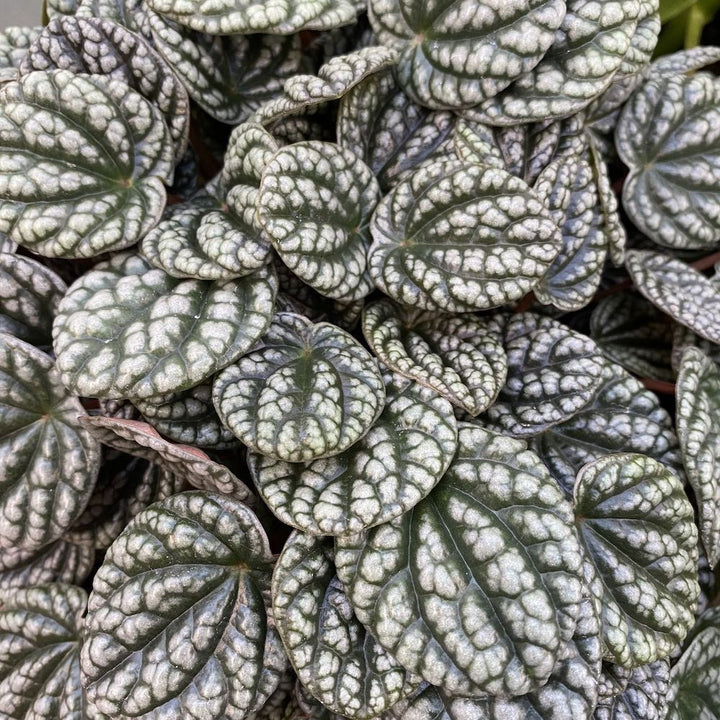 Peperomia Burbella