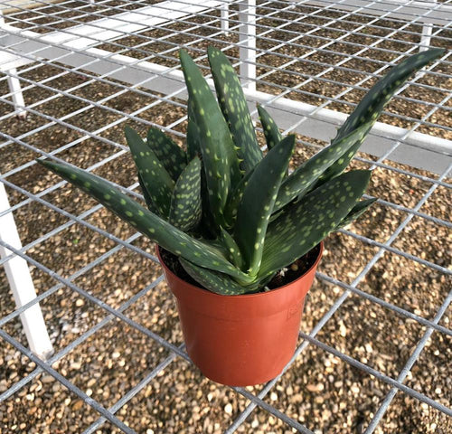 Aloe Paradisicum – Secret Garden Plant Shop