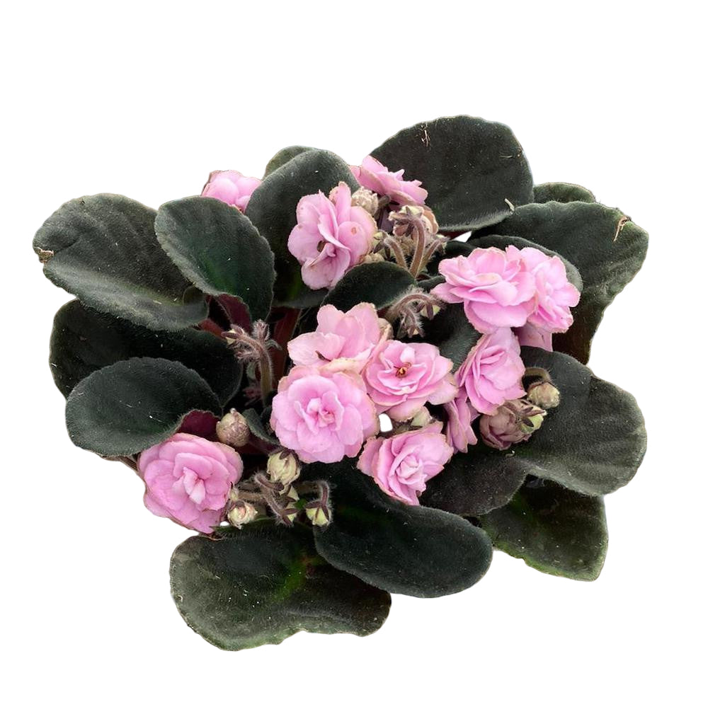 Violete batute roz - Saintpaulia Inova Wave Pink Wave, pret atractiv