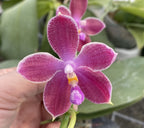 Orhidee Phalaenopsis Miki Red Star (Ph. Yaphon Rich Woman × tetraspis 'C1' )