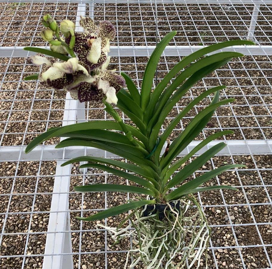 Orhidee Vanda de vanzare la pret imbatabil cu livrare!
