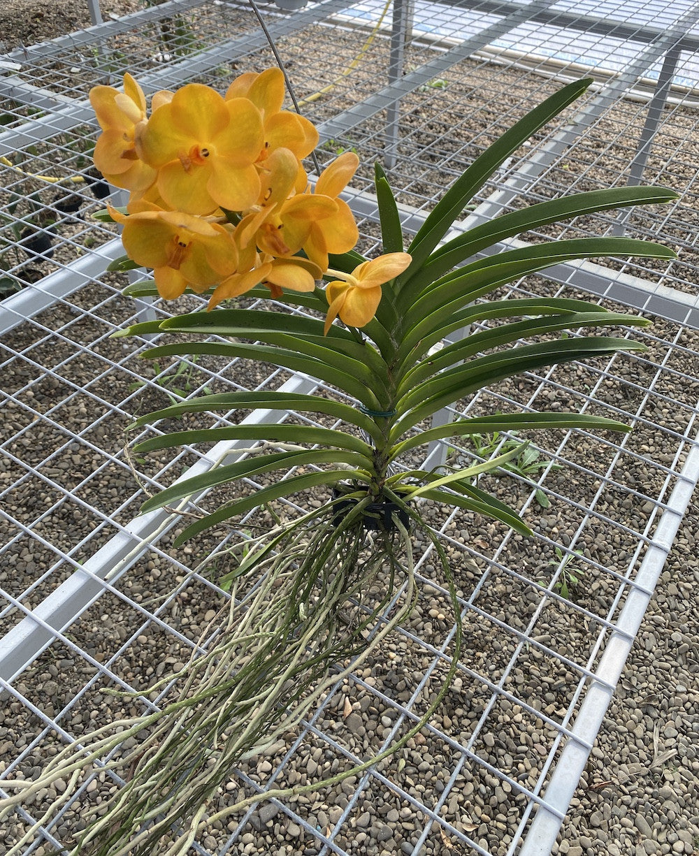 Vanda New Magic Orange
