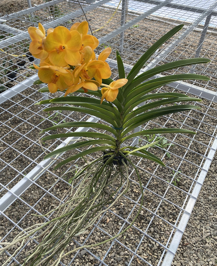 Vanda New Magic Orange