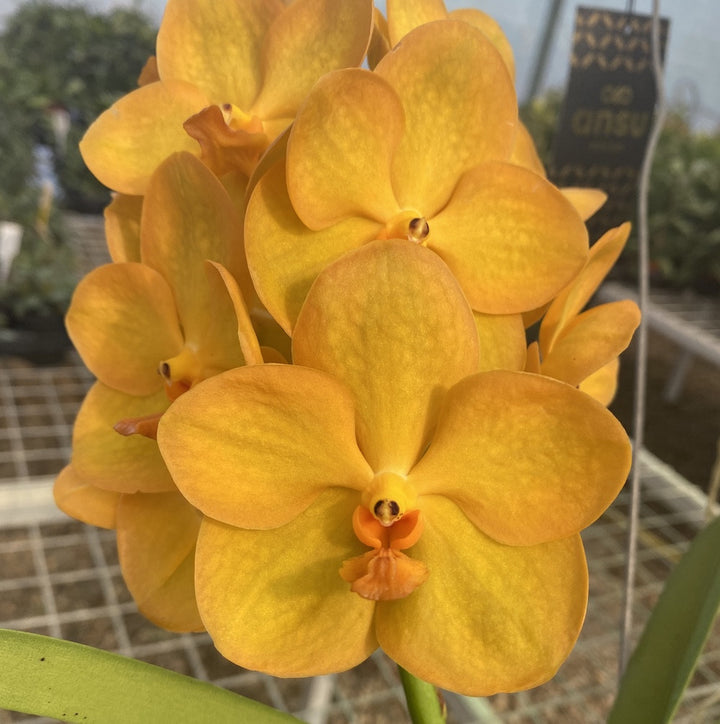 Vanda New Magic Orange