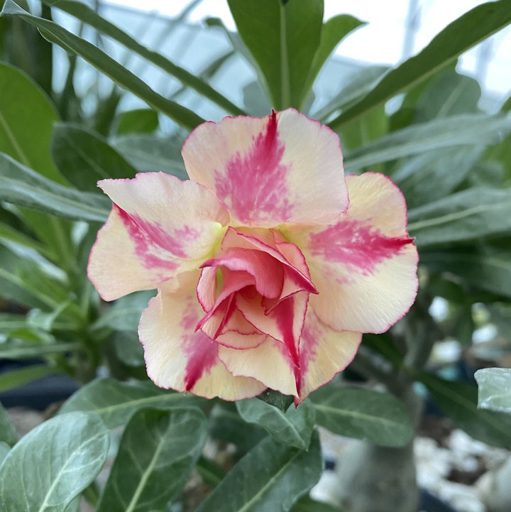 Trandafirul desertului cu floarea bicolora - Adenium obesum