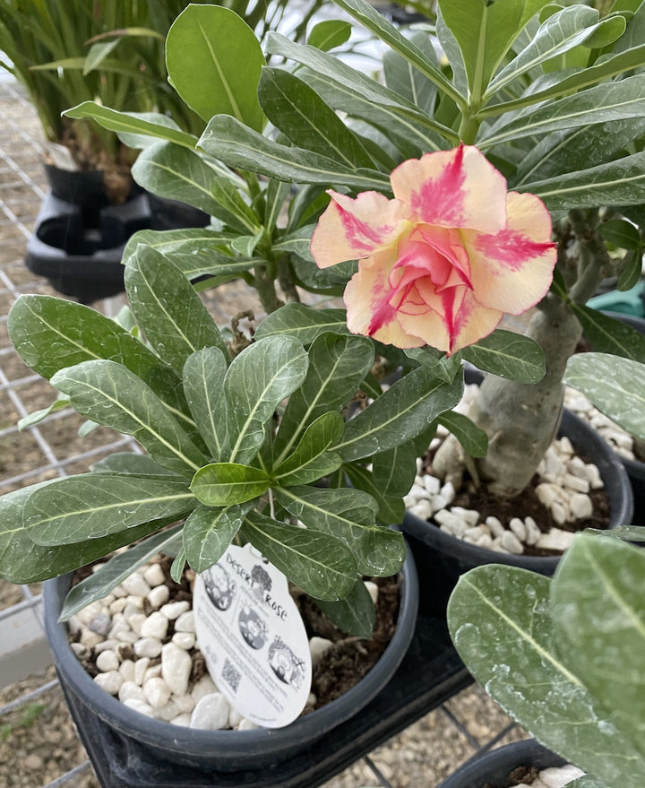 Trandafirul desertului cu floarea bicolora - Adenium obesum