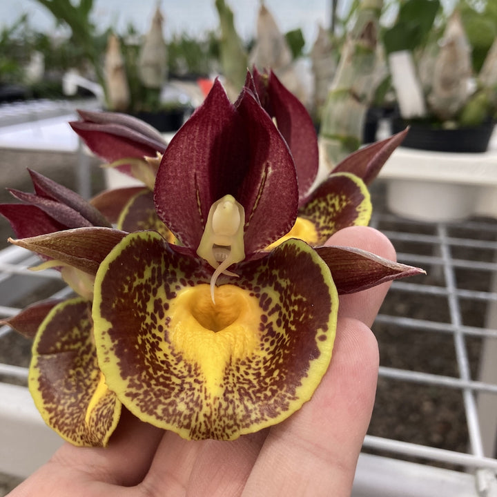 Orhidee Catasetum Gerhard Leiste (pileatum × Jumbo Pearl)