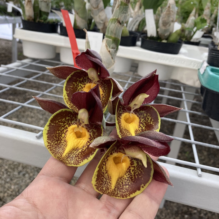 Orhidee Catasetum Gerhard Leiste (pileatum × Jumbo Pearl)