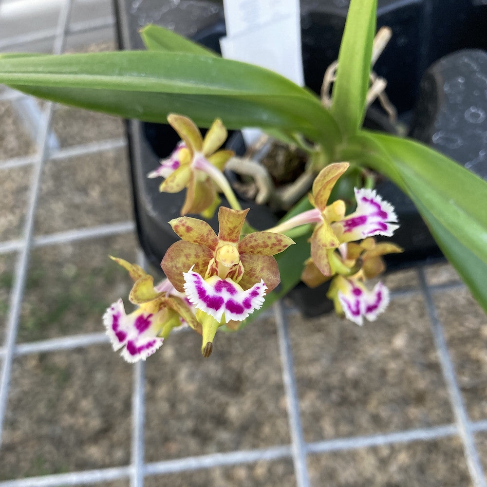 Aerides flabellata × sib