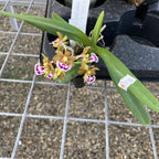 Aerides flabellata × sib