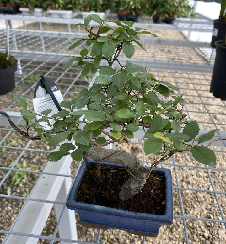 Cumpara Bonsai Ulmus parviflolia, Ulmul chinezesc, cel mai bun pret