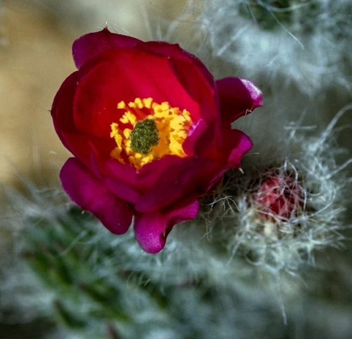 Opuntia vestita cristata