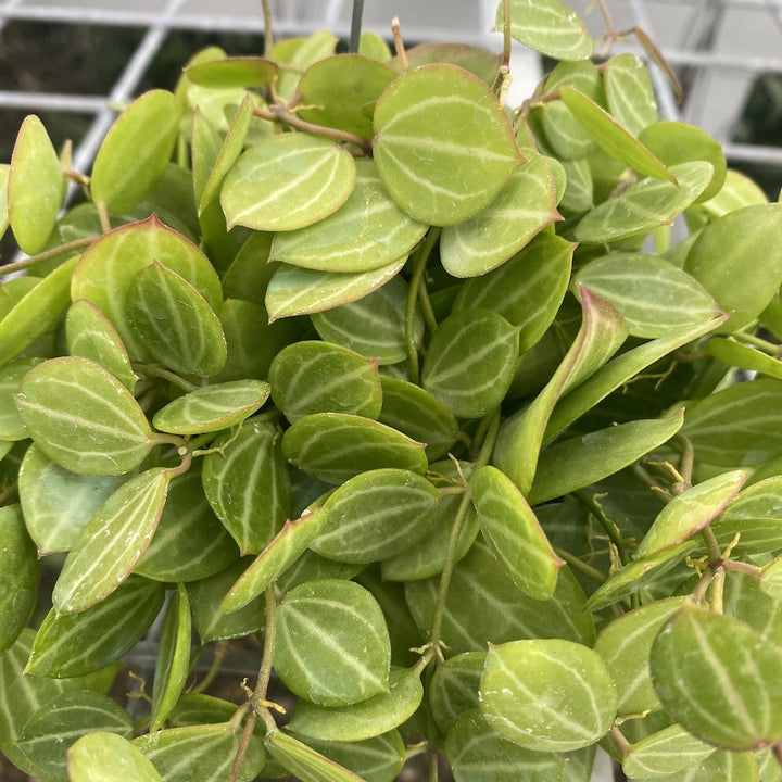 Dischidia obovata 'Watermelon'