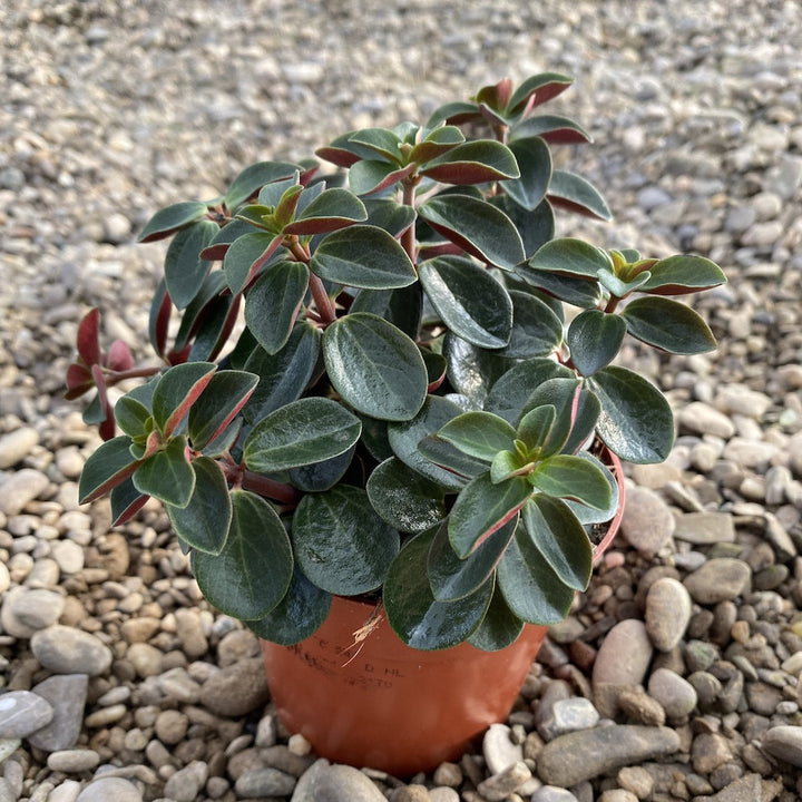 Peperomia Verticillata Red Log